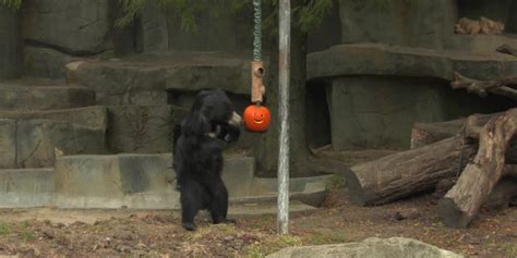 Illinois Zoo Animals Get Pumpkins For Halloween Myanmar International Tv