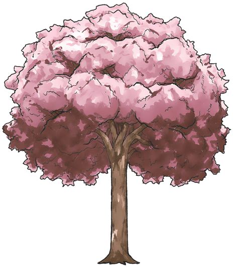 Sakura Tree Drawing Png Tree Drawing Cherry Blossom D