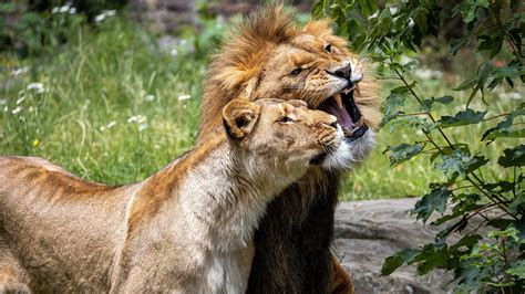 Animal Lion With Cub 4k Hd Wallpapers Hd Wallpapers Id