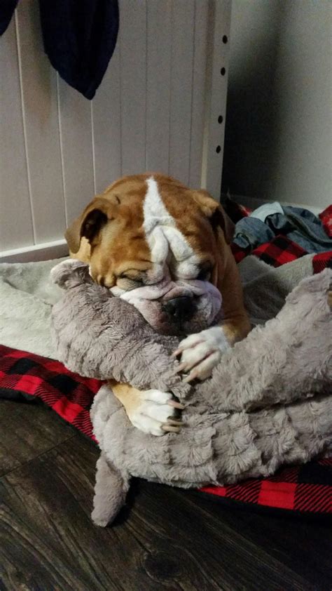 Winston And His Stuffed Christmas Hippo Taking A Nap Bulldogs
