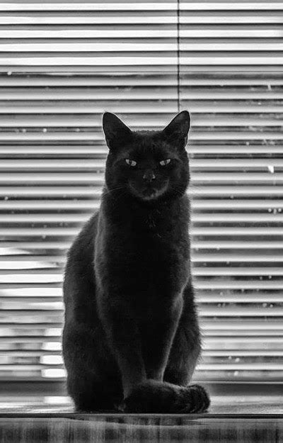 Black Cats Rule 6th June 2016 We Love Cats And Kittens