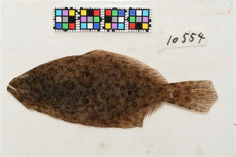 ヒラメ Paralichthys Olivaceus