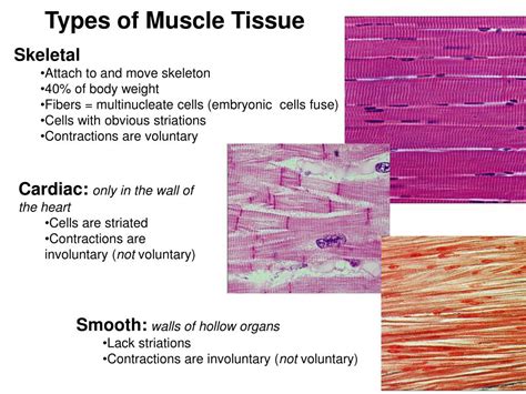 Ppt Muscle Histology Powerpoint Presentation Id375617