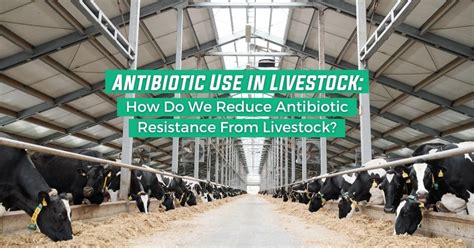 Antibiotic Use In Livestock Reduce Antibiotic Resistance I Love