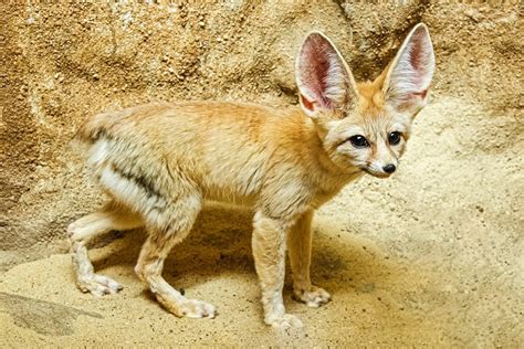 Fennec Fox All You Need To Know About This Exotic Animal