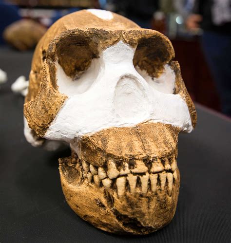 Scientists unearthed more than 1,500 bones belonging to 15 individuals. Homo naledi: New Species of Human Ancestor Discovered | Anthropology | Sci-News.com