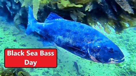 Black Sea Bass Day Ep 65 Youtube