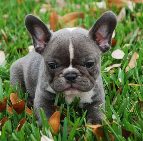 The dogs were dubbed bouledogue francais. Blue French Bulldog Breeders and Clubs