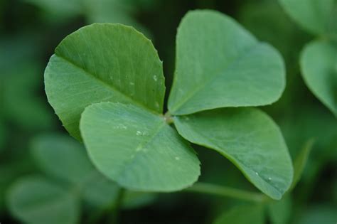 The Science Of Shamrocks Whats So Lucky About A Four Leaf Clover