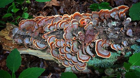 turkey tail mushroom trametes versicolor or false impostor identification 2018 youtube