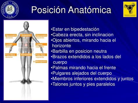 Posiciones radiológicas y correlación anatómica. Bontrager Posiciones Radiologicas Y Correlacion Anatomica ...