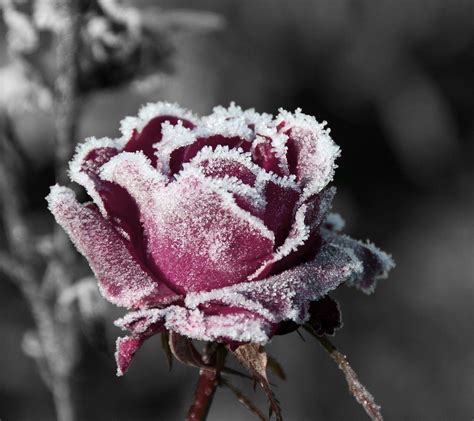 Rose In The Snow Wallpapers Wallpaper Cave