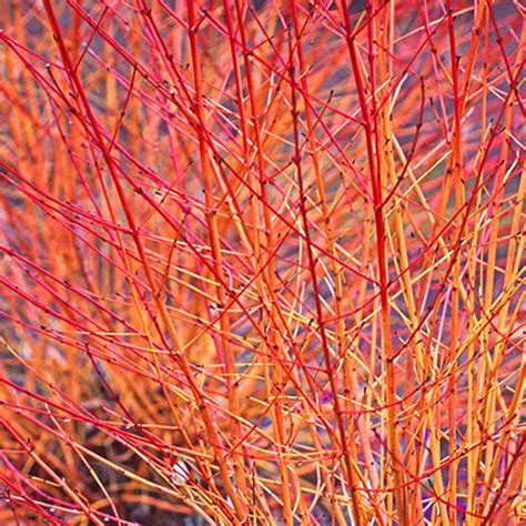 A twiggy 'bonfire' with winter stems in shades of orange and red at the. Cornus sanguinea Midwinter Fire - Dogwood 10L Bush 80 ...