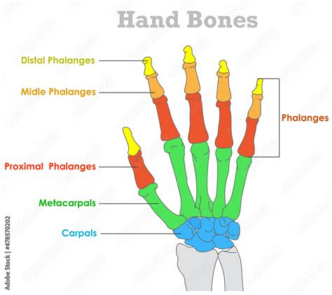 Vecteur Stock Hand Bones Anatomy Carpal Metacarpal Distal Proximal