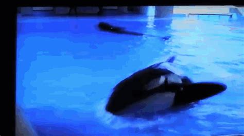 1995 Vhs Footage Captures Shocking Orca Incident At Seaworld Iflscience