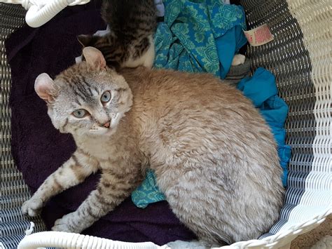 Highland lynx kittens/adults for adoption has 2,086 members. Highland Lynx Cats For Sale | Colorado Springs, CO #244173