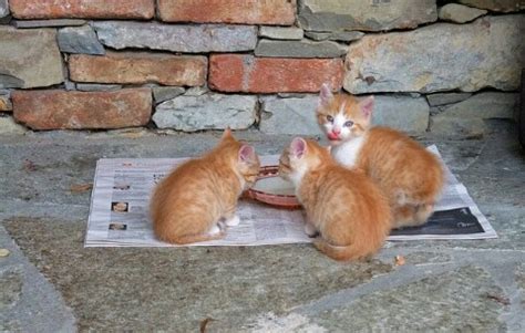 Makanan kucing, terutama jenis makanan basah sangat penting untuk diberikan pada kucing peliharaan. Cara Membuat Makanan Kucing Kampung Sendiri di Rumah ...