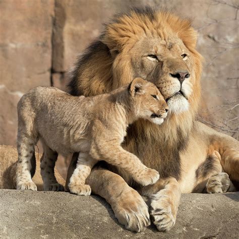 Affectionate African Lion Cub Ver2 Photograph By Ricardo Reitmeyer Pixels