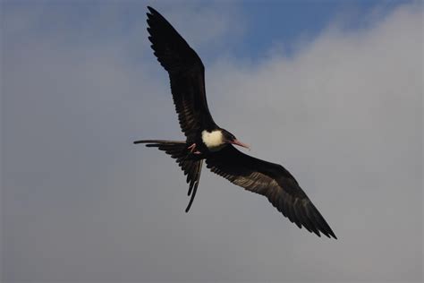 For Frigate Birds Staying Aloft For Months I Eurekalert