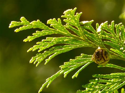 1920x1080 Wallpaper Green Leaf Pine Tree Peakpx