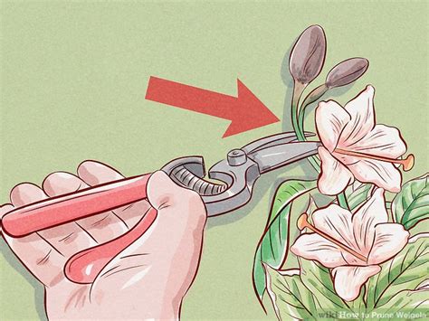 How To Prune Weigela 11 Steps With Pictures Wikihow