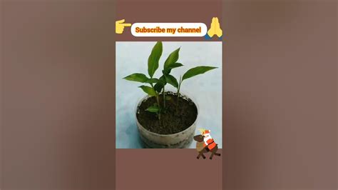 Grow Cardamom From Seeds Grow Properly At Home Grow Plants From