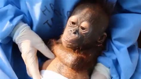 Rescued Baby Orangutan Making Remarkable Recovery Itv News
