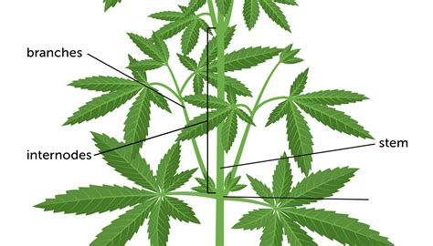The Anatomy Of The Cannabisplant Growdiaries