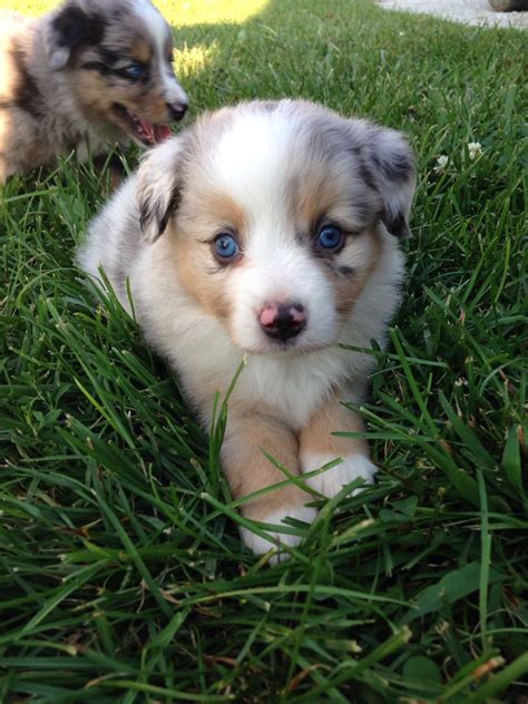 Blue Merle Mini Aussie Puppies
