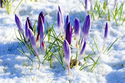 Spring Flower Snow Wallpaper Nature And Landscape