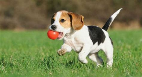 Dog Training Dominance Vs Positive Reinforcement