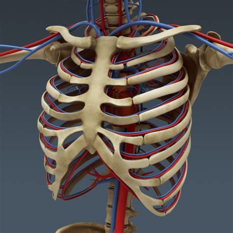 Found in the groin, abdomen, neck, armpit and other sites. Human Male Anatomy - Body Muscles Skeleton... 3D Model MAX ...