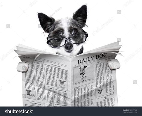 Dog Reading And Holding A Blank Newspaper Stock Photo 161127368