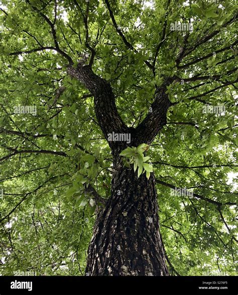 The Trunk Of An Elm Tree Hi Res Stock Photography And Images Alamy