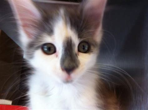 Teens Microwave Kitten Two Girls Charged With Animal Cruelty After