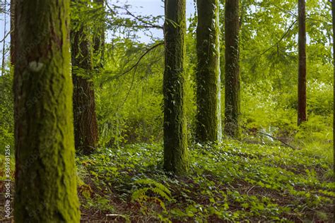 Stockfoto Med Beskrivningen Maravilhosa Paisagem De Floresta Na Europa Com Pinheiros E