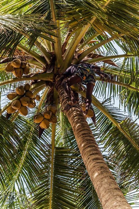 Man Climbing Cocos Branch Harvester Harvests Coconut Palm Tree Trunk