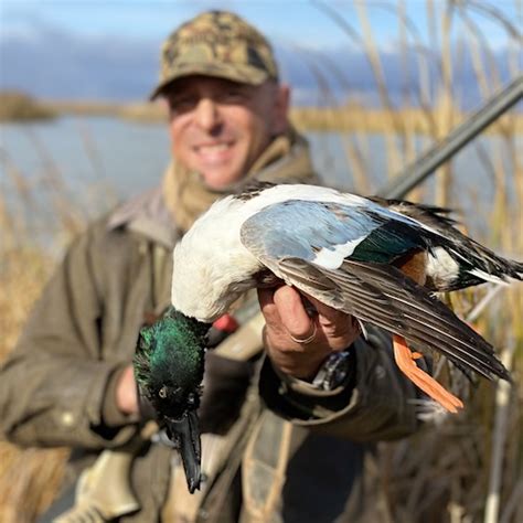 Northern Shoveler Species Info And Hunting Ramsey Russells