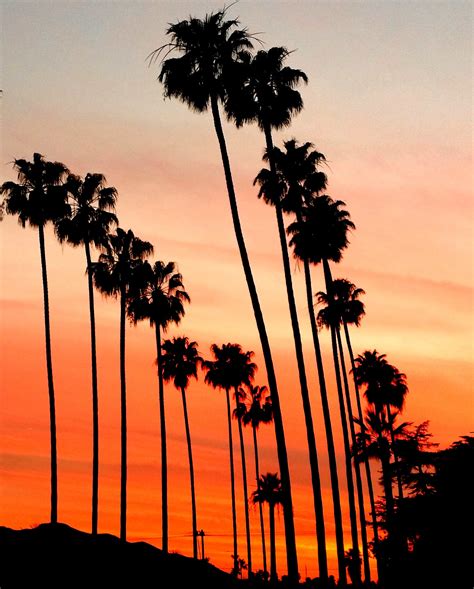 Free Photo California Palm Trees California Palm