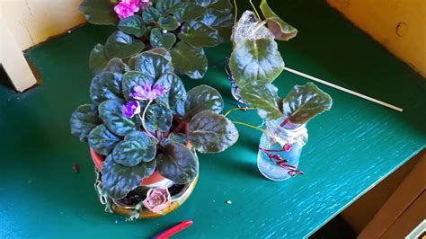 How To Grow African Violets From Cuttings