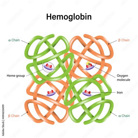 Structure Of Hemoglobin Molecule Proteins In Red Blood Cells And Help