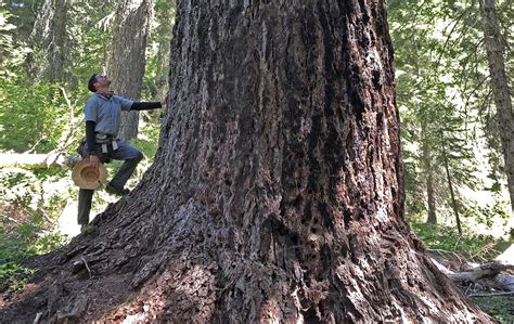 Oregon Big Trees On The Bigfoot Trail Bigfoot Trail