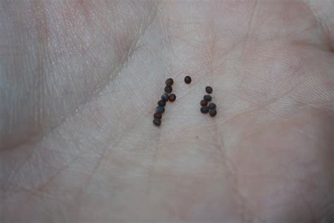 Bugs That Look Like Poppy Seeds