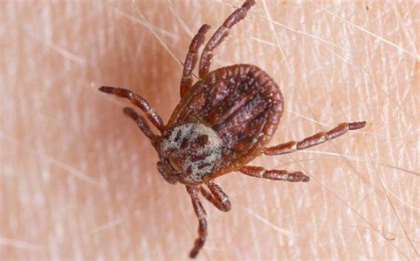 Most Common Ticks In South Carolina Helpful Guide To Common Ticks