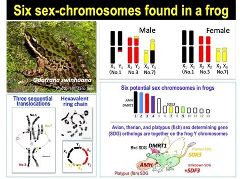 Cells Free Full Text Evolution Of A Multiple Sex Chromosome System