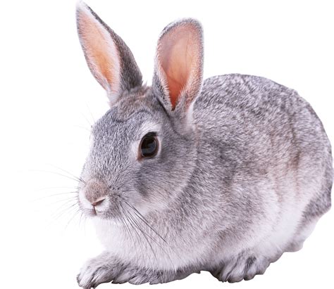 Download Gray Rabbit Png Image For Free