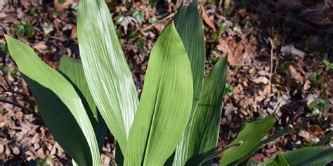 Cast Iron Plant Aspidistra Elatior Care And Growing Guide