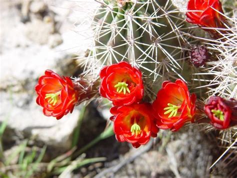 Christmas cactus should never be planted in the ground or in garden soil. What if the Kalanchoe blooming does not bloom?