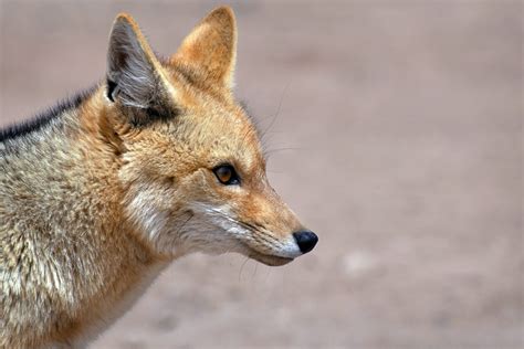 Culpeo Fox Species