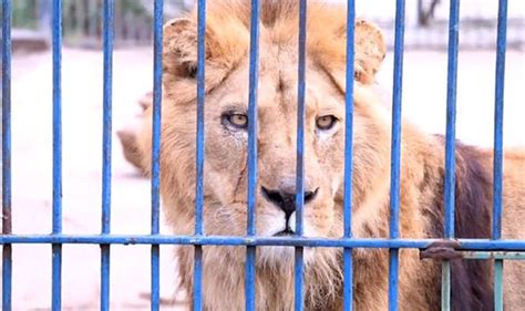 Touching Video Of Lions Crying After Being Saved From Years Of Neglect